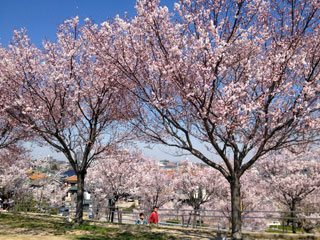 狭山池公園（大阪府）の桜写真１