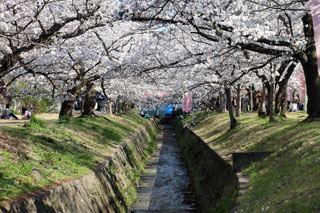 妙見河原（星田妙見宮周辺）の桜写真１
