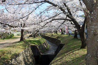 妙見河原（星田妙見宮周辺）の桜写真２