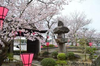 慈光苑の桜写真１