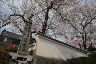 慈光苑の桜写真２