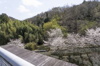 大阪府立近つ飛鳥博物館の桜写真１