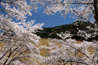 丹波市立大杉ダム自然公園の桜写真１