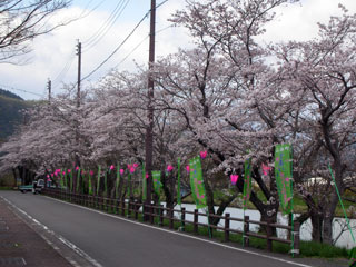 山南であい公園の桜写真２
