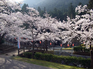水分れ公園の桜写真１