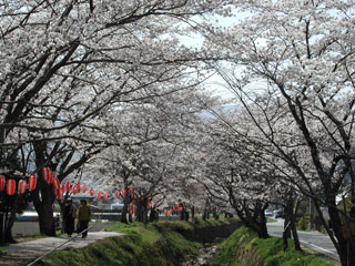 水分れ公園の桜