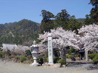 白毫寺の桜写真１