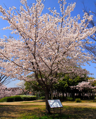 瑞ケ池公園の桜写真１