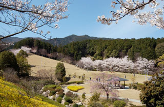 葛城山麓公園の桜写真１