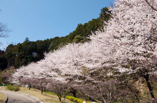 葛城山麓公園の桜写真２