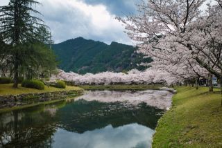 下北山スポーツ公園の桜写真１