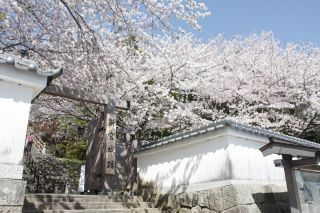 新宮城跡（丹鶴城跡）の桜写真１