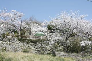 新宮城跡（丹鶴城跡）の桜写真２