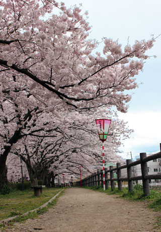 袋川堤防の桜写真２
