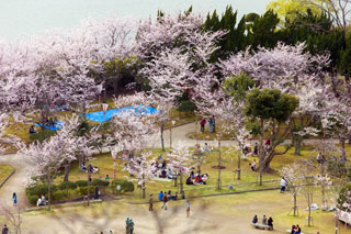 湊山公園・米子城跡の桜写真１