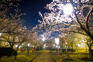 湊山公園・米子城跡の桜写真２