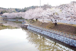 丸山公園の桜写真１