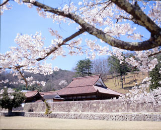 特別史跡旧閑谷学校の桜写真１