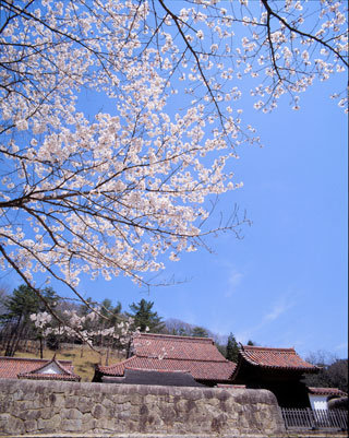 特別史跡旧閑谷学校の桜写真２