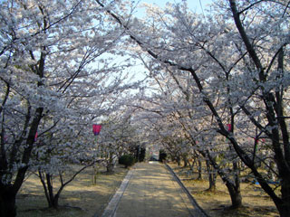 早島公園の桜写真１