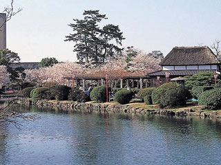 神野公園の桜写真１