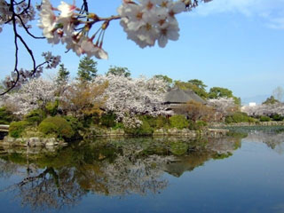 神野公園の桜写真２