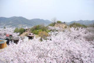 古城山公園の桜写真１