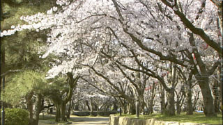 酒津公園の桜写真１