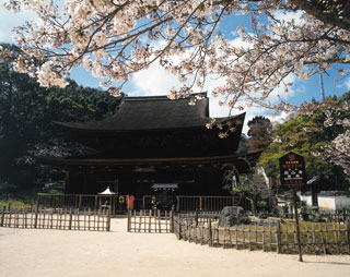 功山寺の桜写真１