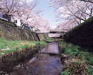 一の坂川の桜写真２