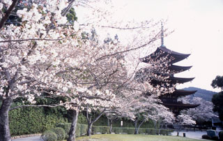 香山公園・瑠璃光寺五重塔の桜写真１