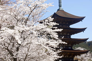 香山公園・瑠璃光寺五重塔の桜写真２