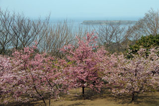 笠山の桜写真１