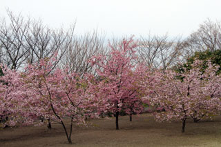 笠山の桜写真２