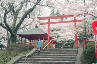 大寧寺の桜写真２