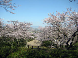 発心公園の桜写真２