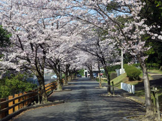 宇美公園の桜写真１