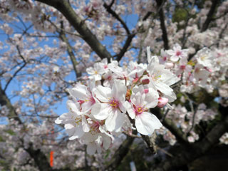 宇美公園の桜写真２