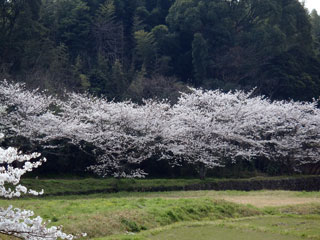 太宰府市民の森の桜写真１