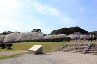大宰府政庁跡の桜写真１