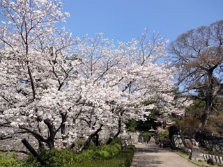 久留米城跡（篠山神社）の桜写真１