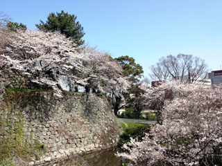 久留米城跡（篠山神社）の桜写真２