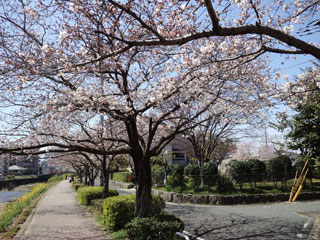 御笠川の桜並木写真１