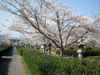 旭ヶ岡公園の桜写真２