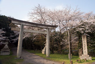 大分県護国神社の桜写真２
