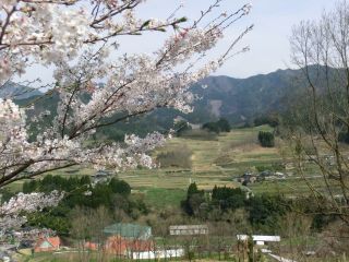 天岩戸温泉の桜写真２