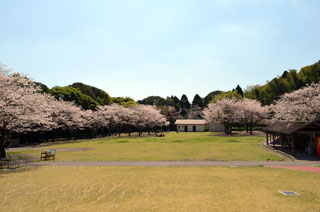 鹿児島市平川動物公園の桜写真２