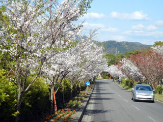 かいもん山麓ふれあい公園の桜写真２