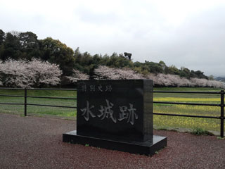 水城跡の桜写真１