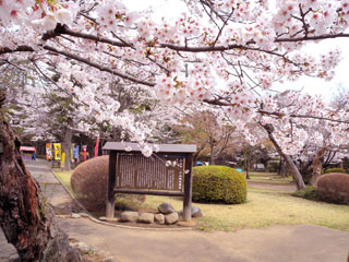 小山城跡（祇園城跡）の桜写真１